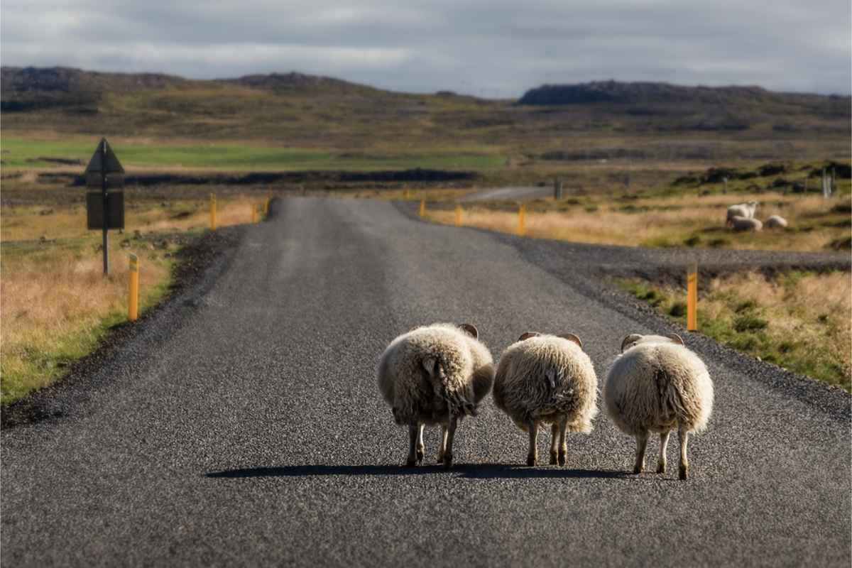 Sheep walking on the middle of Iceland's Ring road 