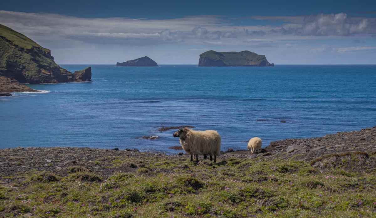 A pair of sheep graze on what looks like a cliff near the blue sea in Iceland on a clear day.