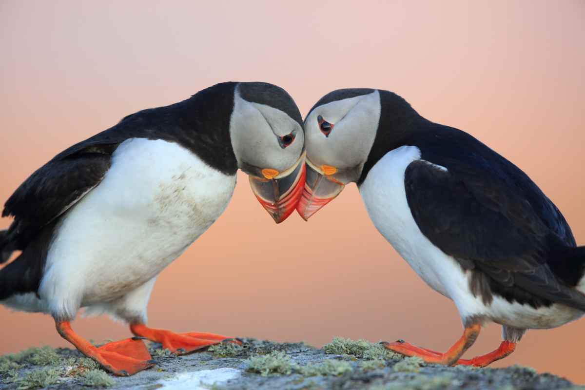 Two puffins touch their beaks while in the background they have a beautiful pinkish color of the sunset.