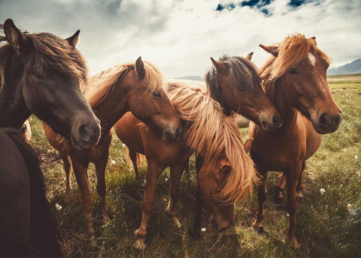 Bunch of brown Icelandic horses