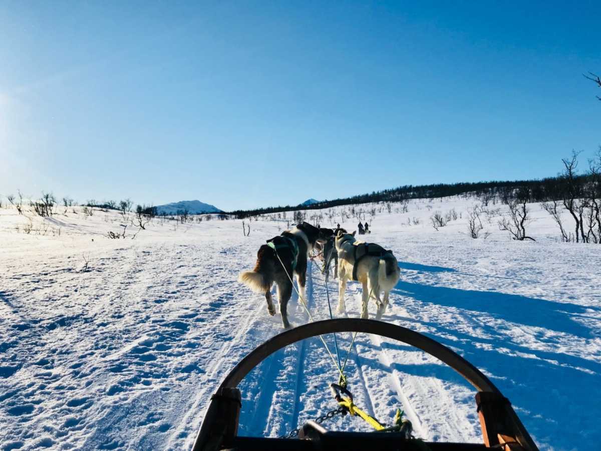 A musher guide drives the team while explaining the art of dogsledding