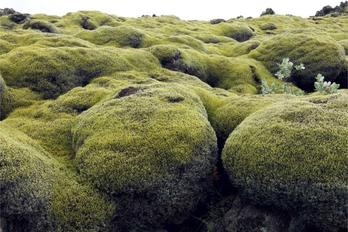 Thick green moss in Eldhraun