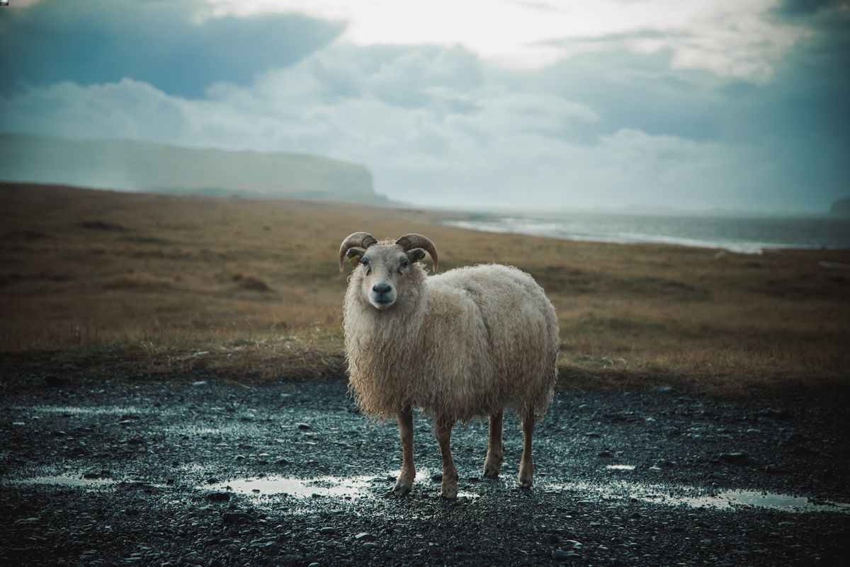 Icelandic sheep with curved horns standing on a wet gravel track near the coast.